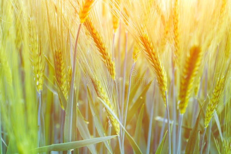 Fresh green wheat field during summer day. With nice golden warm sun light, flares