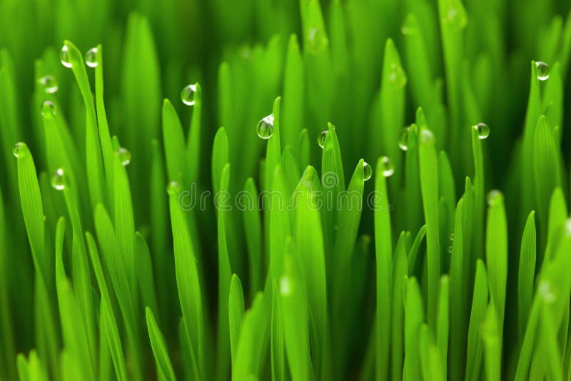 Fresh Green Wheat grass with Drops / macro background