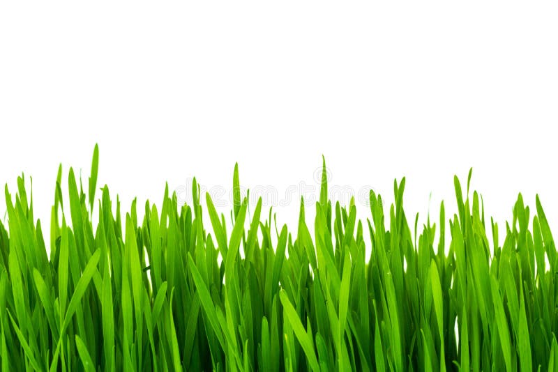 Fresh green wheat grass isolated