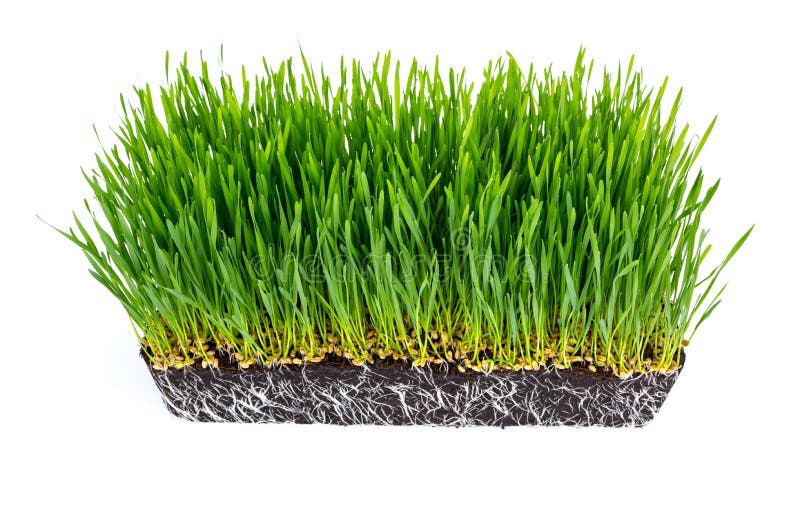 Fresh green wheat grass with roots isolated stock photo Fresh green wheat grass with roots isolated stock photo
