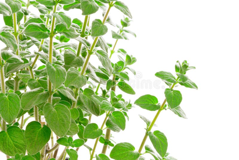 Fresh Green Zaatar (zatar, Zatr) Stock Photo Image of color, culture 27461364