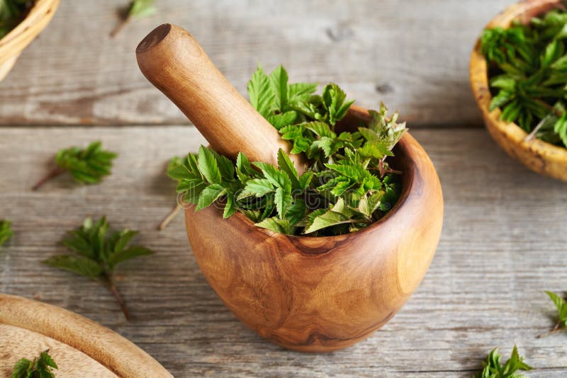 Fresh Ground Elder Leaves in a Mortar Stock Image - Image of foraging ...