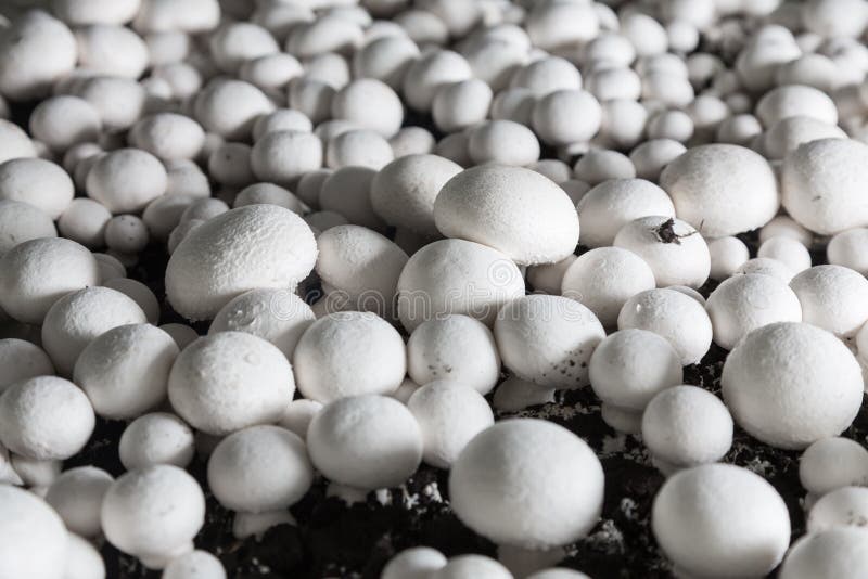 Čerstvý žampiony rostoucí na zvláštní půda na houba výroba rostlina.