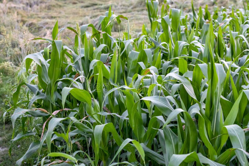 Fresh Growing Corn Grass beside the Mustard Field Close Up Shot Stock