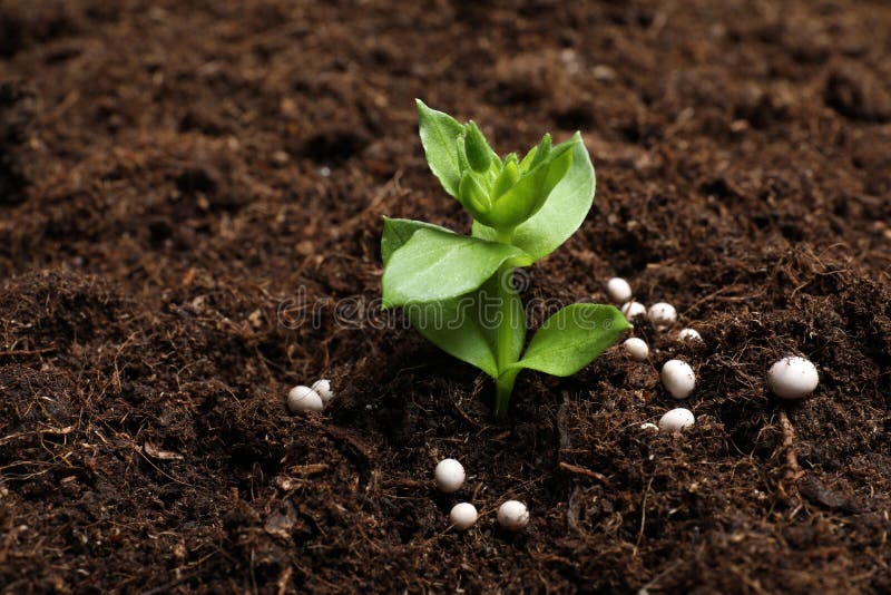 Fresh Growing Plant and Fertilizer on Soil. Gardening Time Stock Image