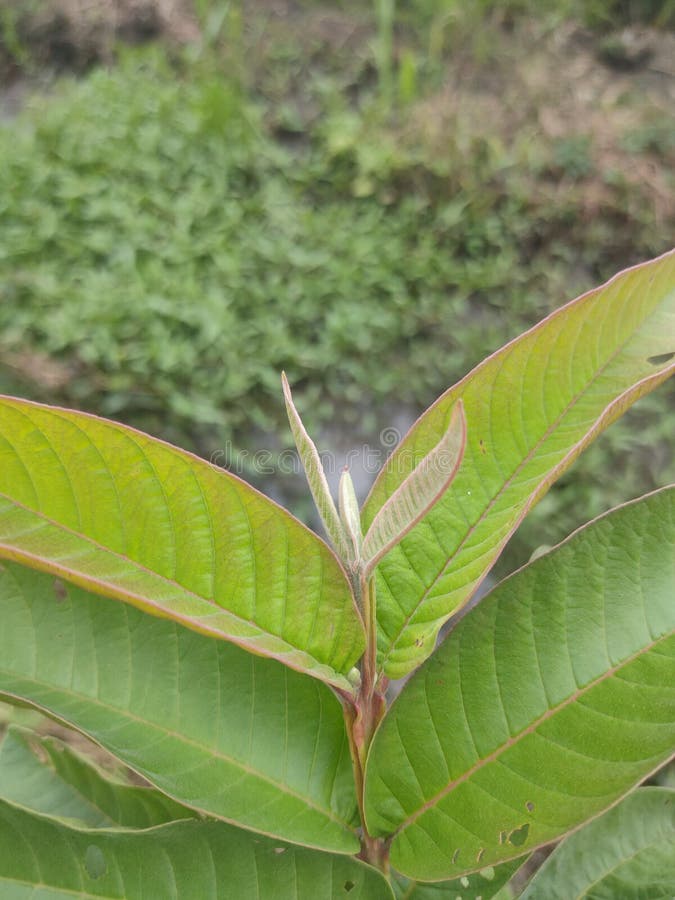 Fresh Guava Leaves for Nutrition and Medicine Stock Image Image of