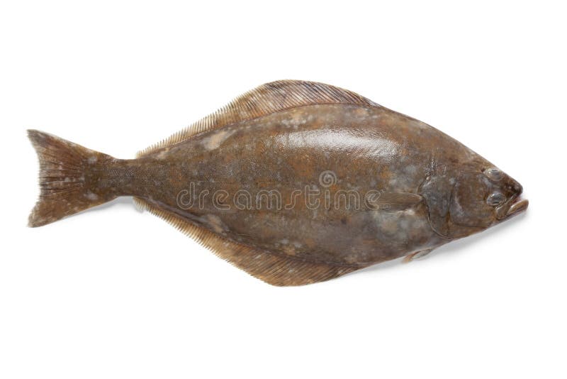 Fresh halibut fish stock image. Image of seafood, background 34830907