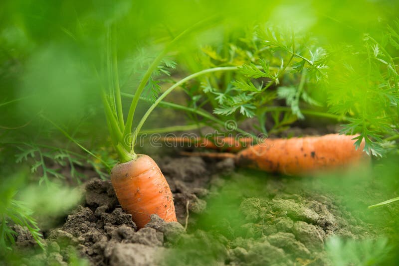 can carrots grow in hot weather can carrots grow in hot weather
