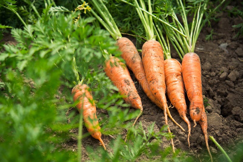 Fresh harvest of carrots on the field in sunny weather