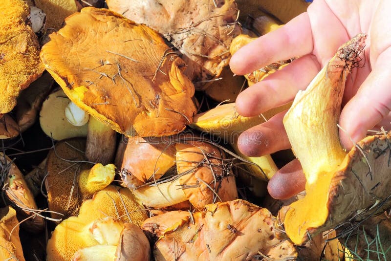 Mushroom picking stock image. Image of ingredient, eatable 151722945