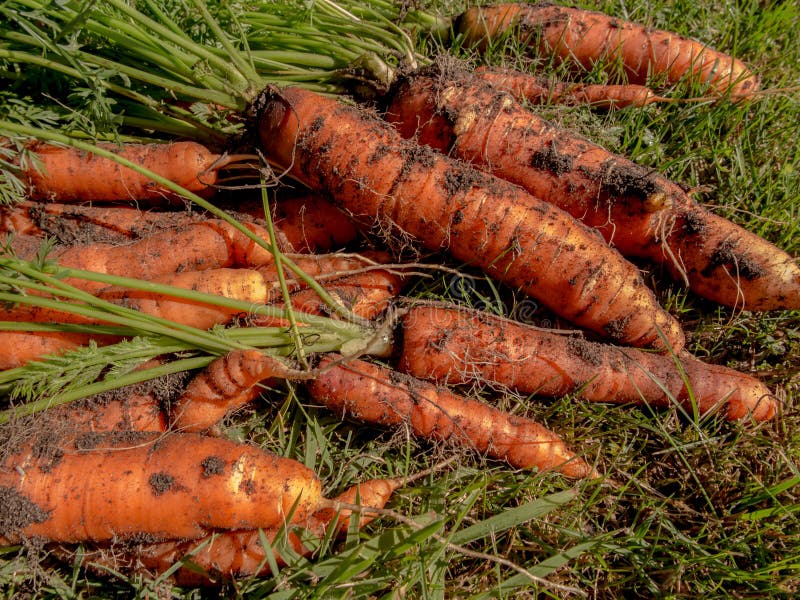 Fresh Harvested Carrots on the Ground Stock Photo Image of land