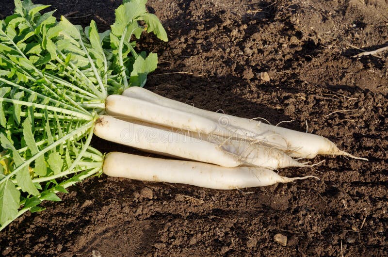 Harvested Daikon Radish, Lying on the Ground Stock Photo Image of