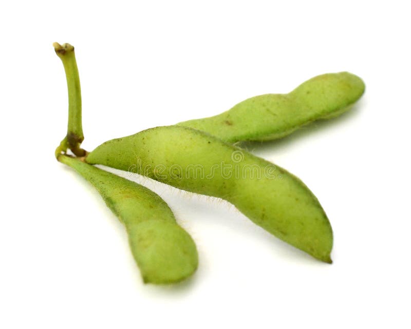 Fresh harvested soybean edamame plant isolated royalty free stock images Fresh harvested soybean edamame plant isolated royalty free stock images