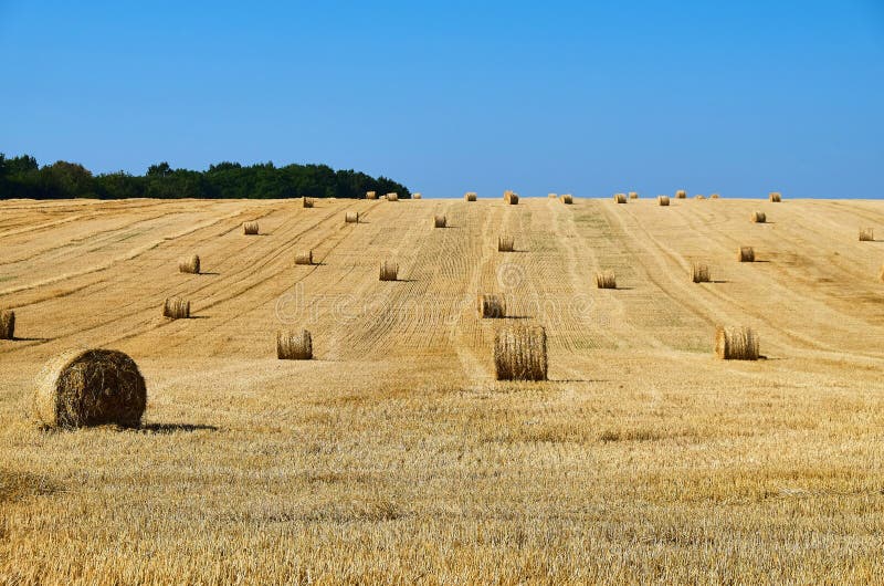 Fresh Hay bales in agriculture stubble field.