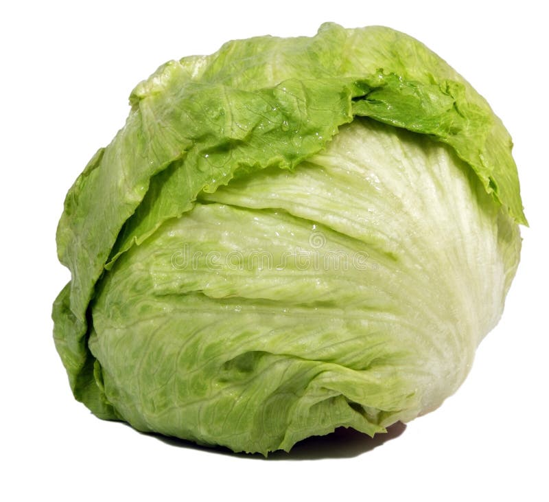 Fresh Head of Iceberg Lettuce royalty free stock photography Fresh Head of Iceberg Lettuce royalty free stock photography