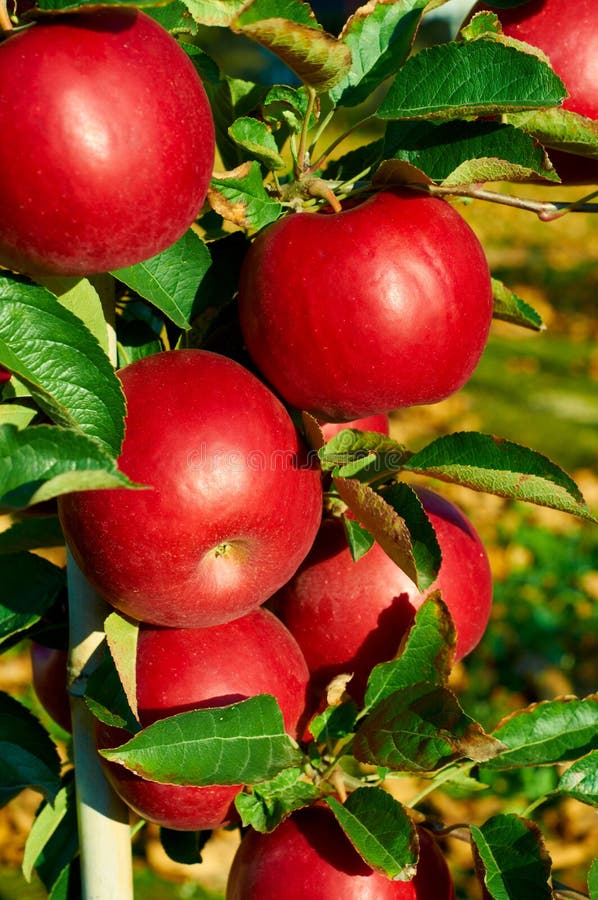 Fresh healthy apples on a tree in orchard. Agriculture in summer and autumn.