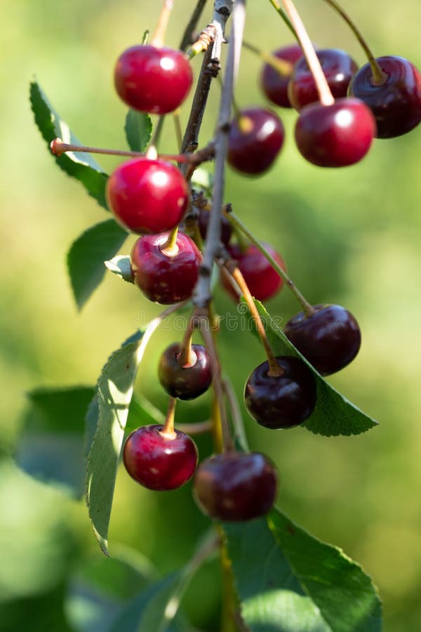 Cherries on the tree stock photo. Image of green, freshness 41265998