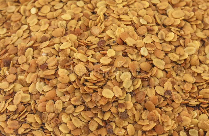 Fresh and Healthy Coriander Seed Stock Photo Image of cuisine