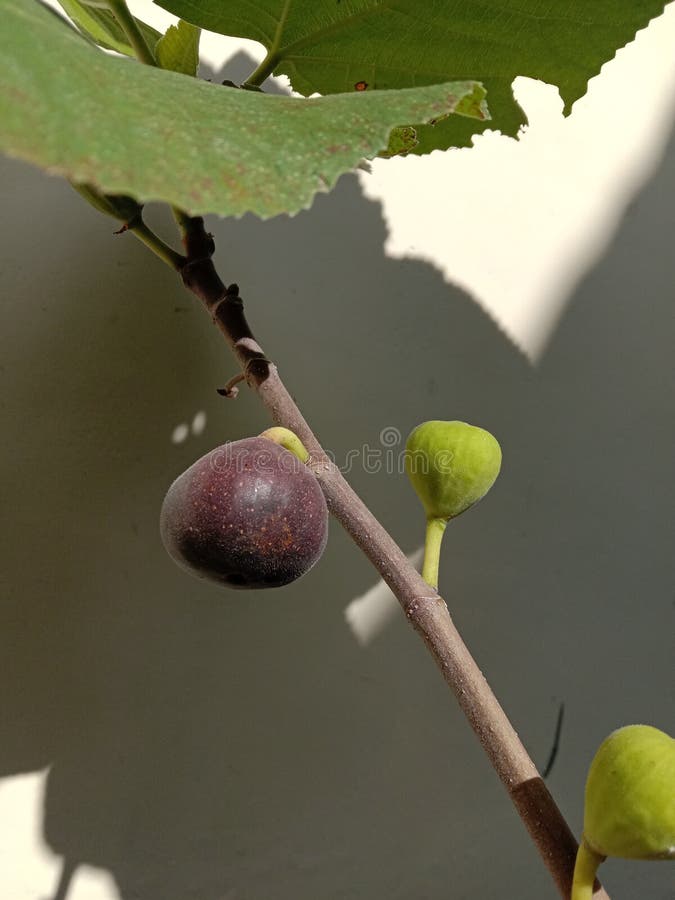 Fresh Healthy Iraqi Fig Fruits Stock Image Image of fresh, iraqi