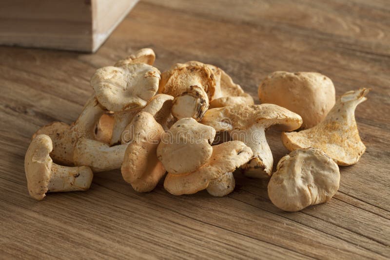 Fresh hedgehog mushrooms