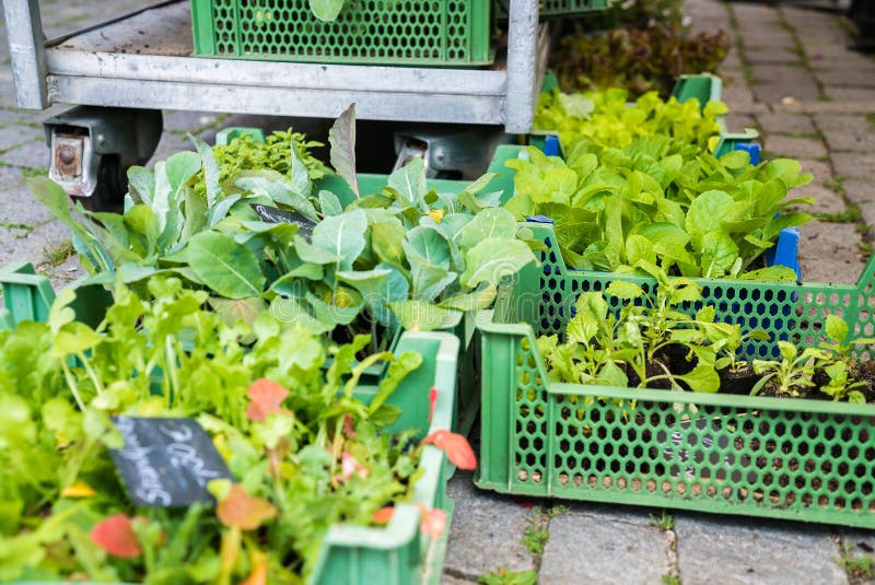 Fresh Herb at Farmers Market Stock Image Image of herbal, green 73737797
