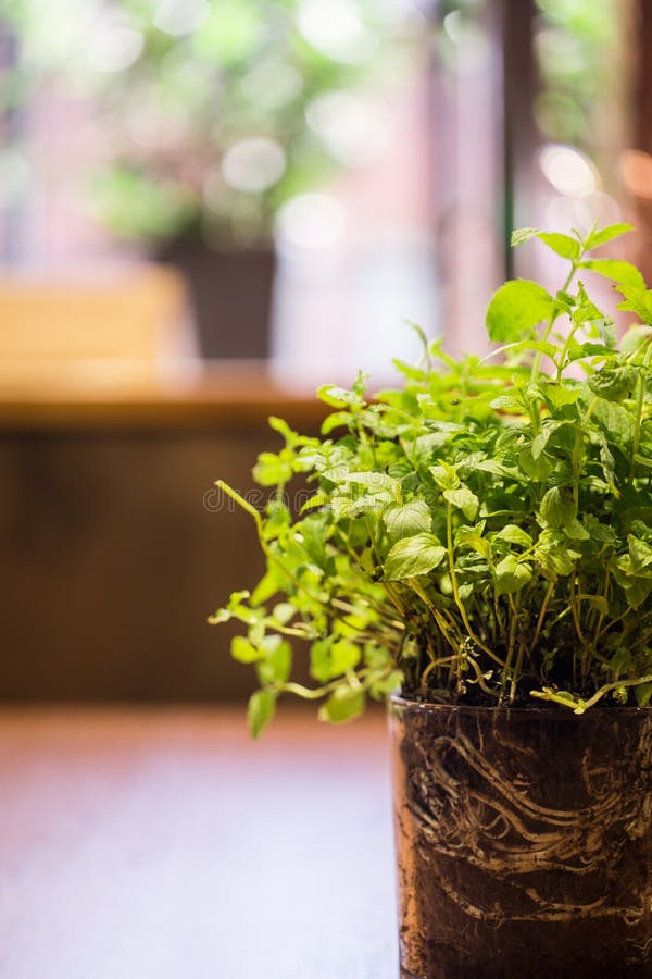 Fresh herb in flower pot