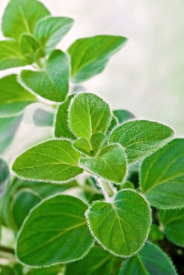 Oregano Plant stock image. Image of growing, natural 18381591