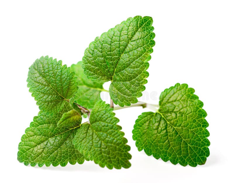 Herb Lemon Balm Medicinal Plants Stock Photo Image of medicine, balm