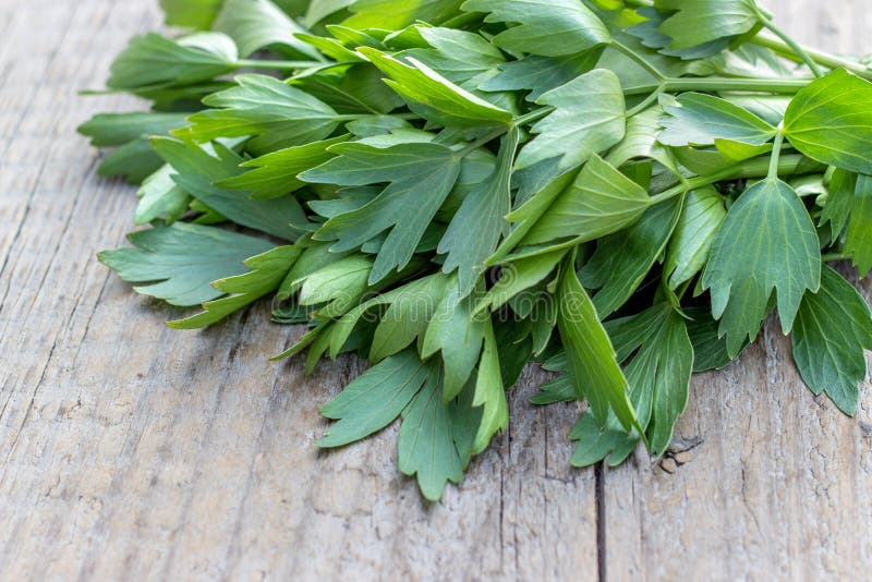 Fresh lovage herb stock photo. Image of healthy, cuisine 4449596