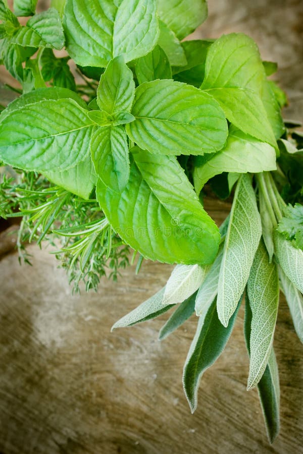 Sage and Lavender stock photo. Image of isolated, natural 13336172