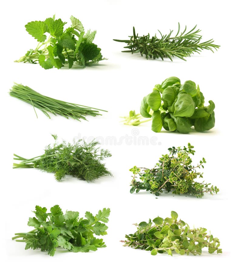Fresh herbs stock photo. Image of group, twig, green, freshness 9098880