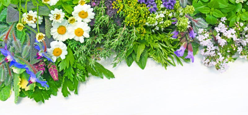 Rozmanité čerstvé bylinky na bílém pozadí s kopie prostor.