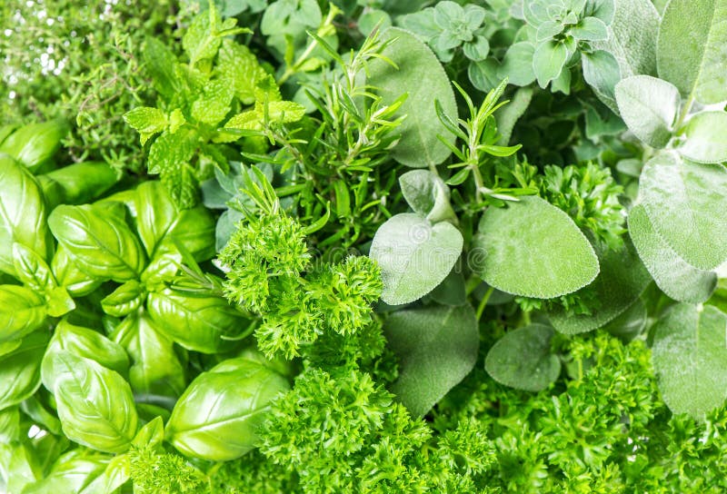 Fresh herbs basil, marjoram, parsley, rosemary, thyme, sage