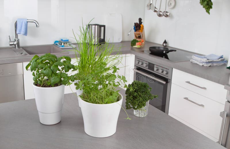 Fresh Herbs In Flower Pots In Kitchen Stock Photos Image 36235883