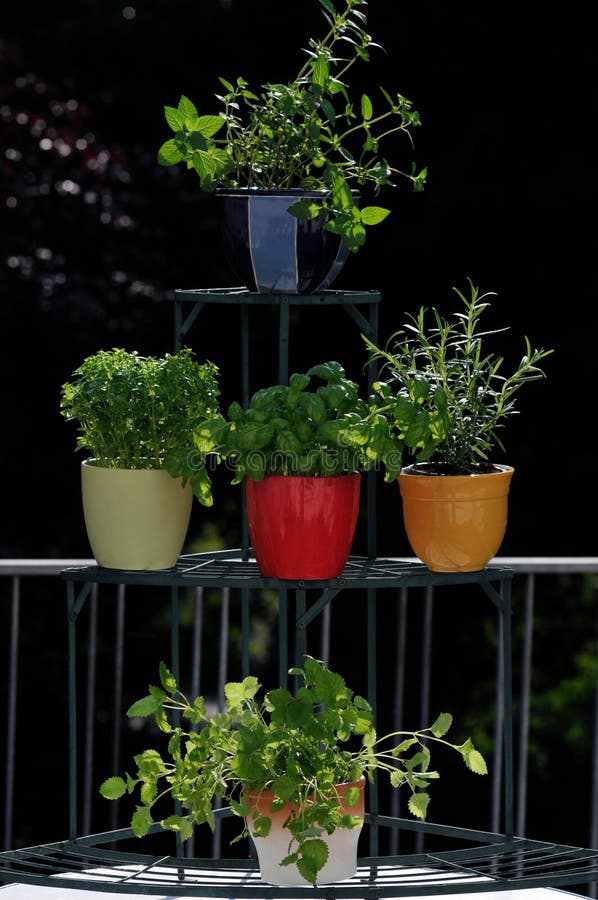 Fresh herbs in pots stock image. Image of balcony, freshness 20726247