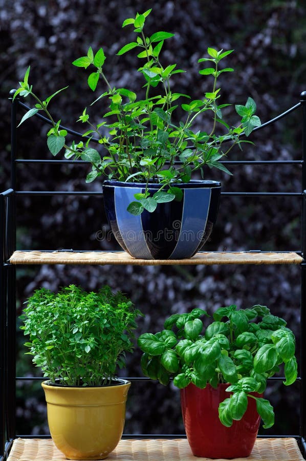 Fresh herbs in pots stock image. Image of basilic, mediterranean 20726385