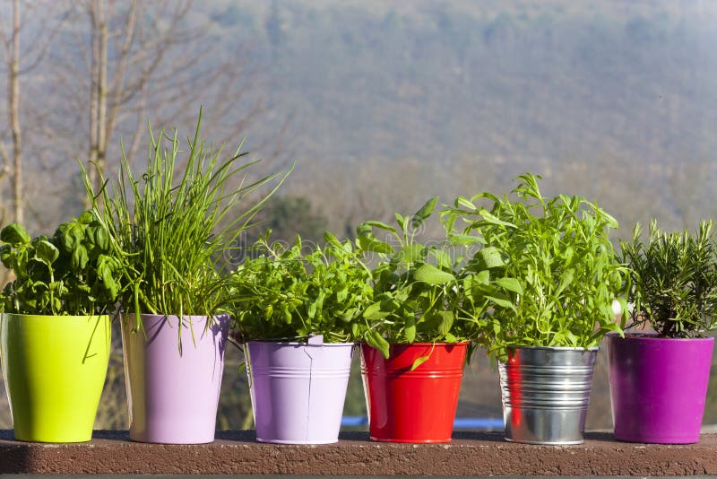 Fresh herbs in pots stock image. Image of herb, marjoram 38771869