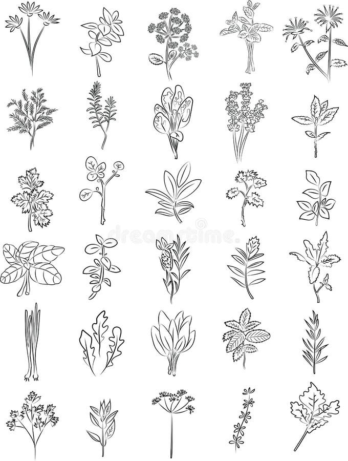 Sage, Salvia, Clary Sage, Herb, Stock Vector - Illustration of herbs ...