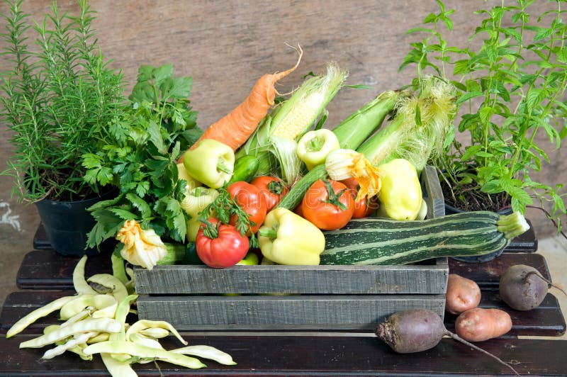 Fresh Vegetable from Home Garden Stock Photo Image of fresh, herbs