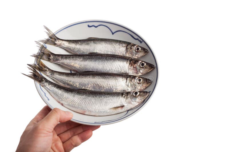 Fresh herring fish stock photo. Image of isolated, background 153523634