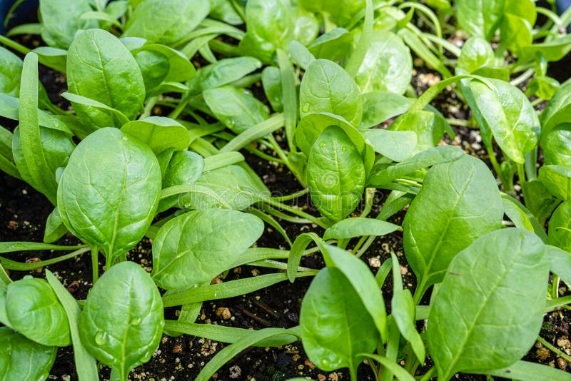 Young Spinach Seedlings stock photo. Image of growing 265473752