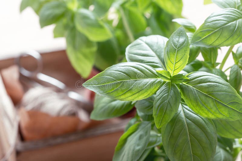 Fresh homegrown basil herb, indoor garden. Close up royalty free stock photos