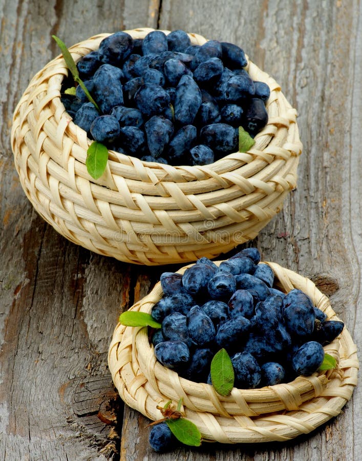 Fresh Honeysuckle Berries