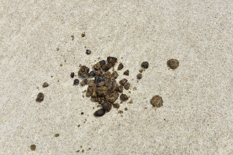 Fresh Horse Shit on a Gravel Walk royalty free stock photography