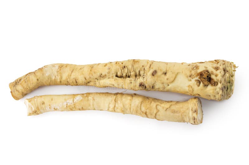 Fresh horseradish root stock image. Image of fresh, root 16116589
