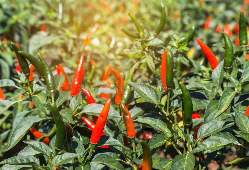 Fresh Hot Chili Peppers on Tree Stock Photo Image of healthy, green