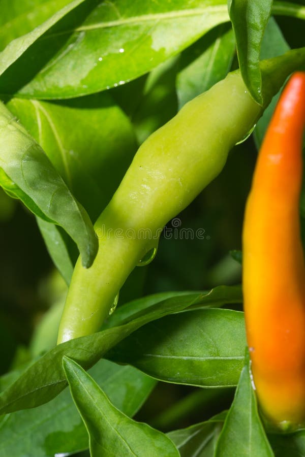Chili Pepper Plant in Green House during Winter. Stock Image Image of