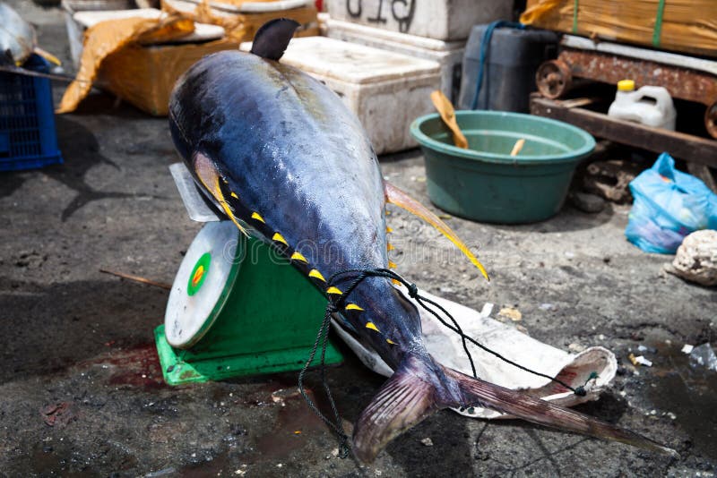 Fresh huge big 40 kg. tuna fish lying on the scales near fish market on the tropical island Bali stock images Fresh huge big 40 kg. tuna fish lying on the scales near fish market on the tropical island Bali stock images