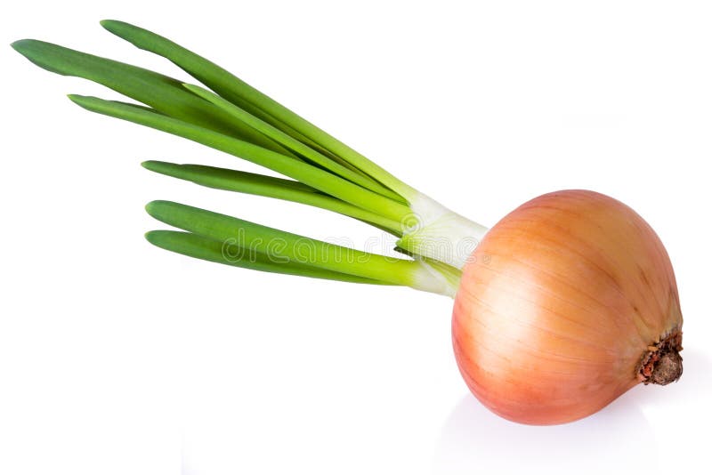 Young onion isolated. stock image. Image of vegetarian 20091249