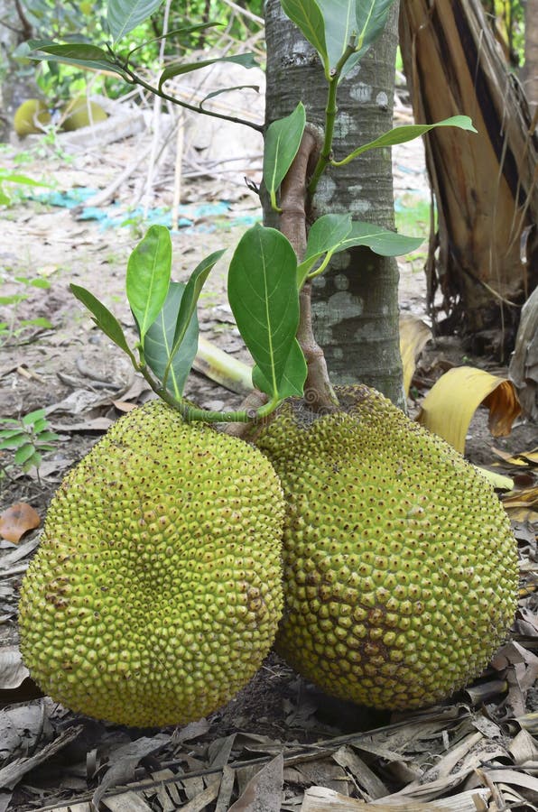 Fresh jackfruit stock image. Image of life, food, jack 25348665